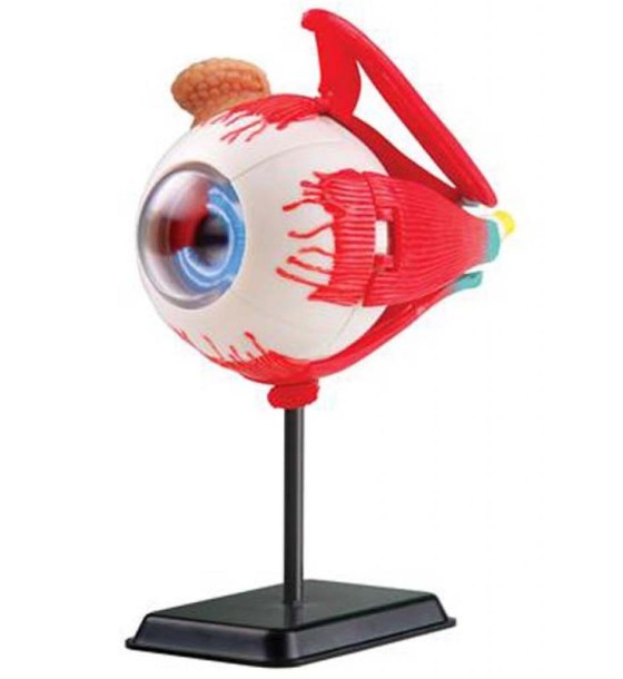 Набір для експериментів EDU-Toys Модель очного яблука збірна, 14 см (SK007)