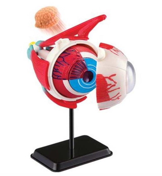 Набір для експериментів EDU-Toys Модель очного яблука збірна, 14 см (SK007)