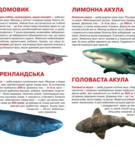 Книга "Велика книга. Акули" (укр)