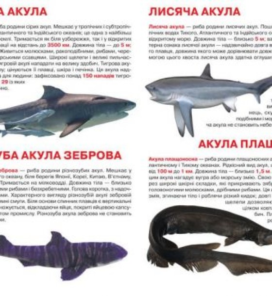 Книга "Велика книга. Акули" (укр)