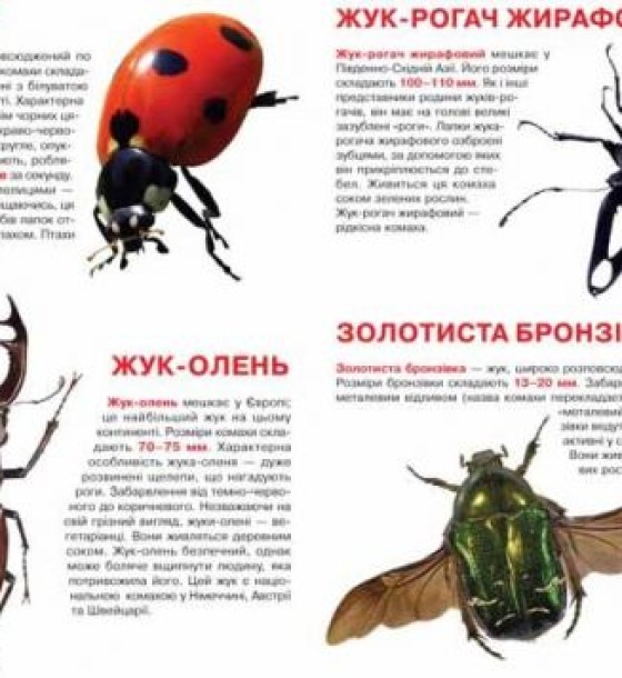 Книга "Велика книжка. Жуки" (укр)