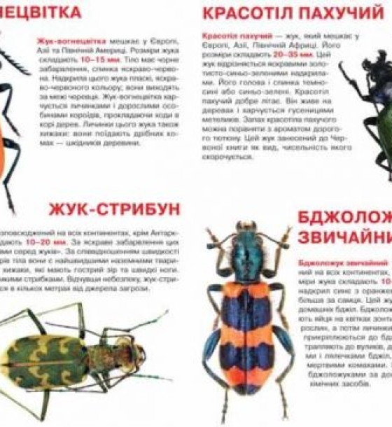 Книга "Велика книжка. Жуки" (укр)