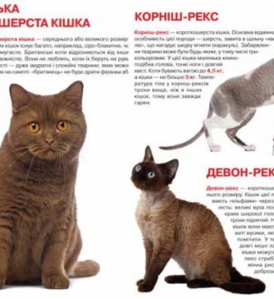 Книга "Велика книга. Кішки" (укр)