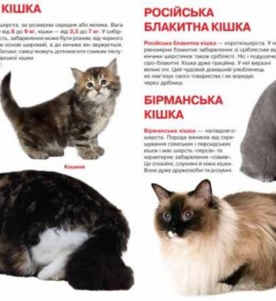 Книга "Велика книга. Кішки" (укр)