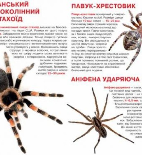 Книга "Велика книга. Павуки" (укр)