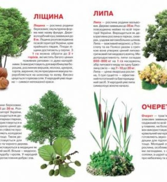 Книга "Велика книга. Рослинний світ України" (укр)