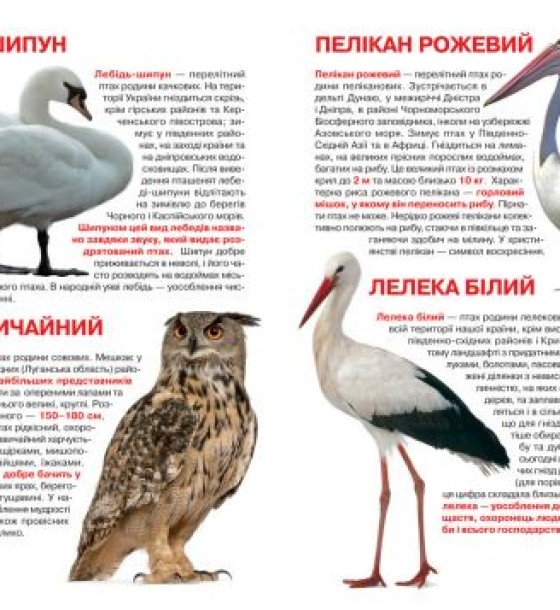 Книга "Велика книга. Тваринний світ України" (укр)