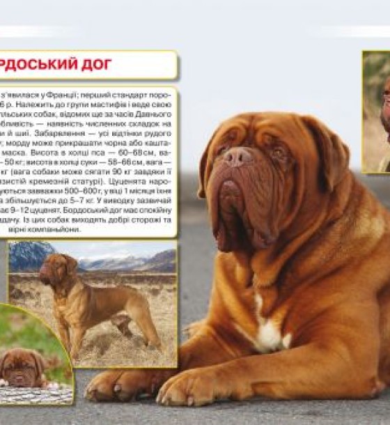Книга "Енциклопедія. Собаки"  (укр)